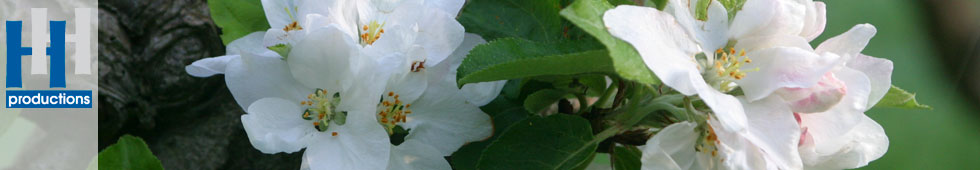 header bloemen hh