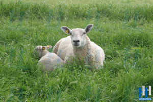 schapen