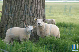 schapen boom