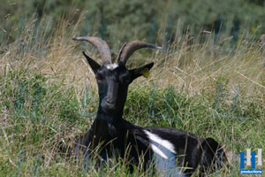 bok geit