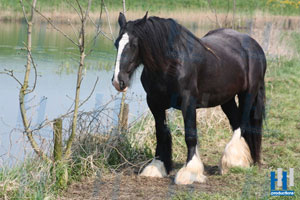 paard