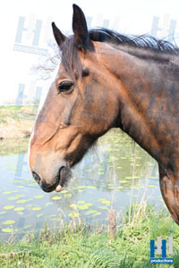 paard