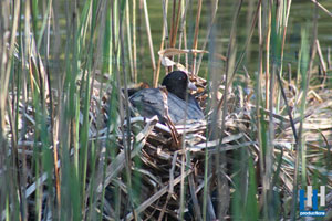 meerkoet nest
