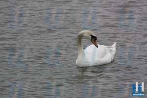 zwaan