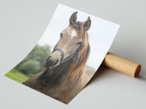 Dierenposters