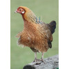 Hennie - 451-10