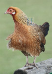 Hennie - 451-10