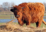 Schotse Hooglander - 451-6